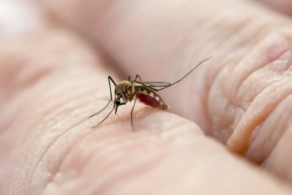 Zika virus, infektivni agens iz roda Flavivirus, prvi put je identifikovan u ljudskoj populaciji 1952. godine u šumama pokrajine Zika u Ugandi. Za njega, za sada ne postoji vakcina, niti specifična terapija (Foto ilustracija: Envato)
